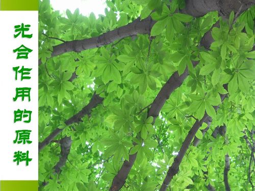 河北少兒版八年級(jí)生物上冊第三章第二節(jié)《光合作用的原料》課件解析（共27張PPT）